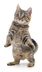 Kitten on white background.