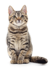 Kitten on white background.