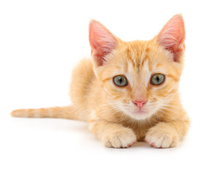 Kitten on white background.