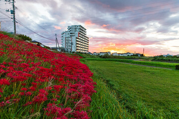 七北川の土手の彼岸花