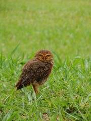 bird in the grass