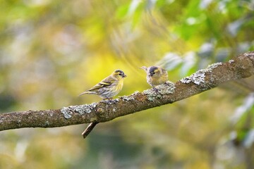 Beautiful scenery with Eurasian siskin birds (Spinus spinus) sitting on the branch.
