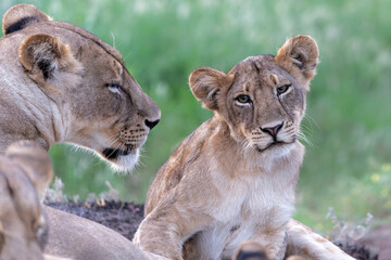 Lioness staying together with her playful cubs in Mashatu Game Reserve in the Tuli Block in Botswana