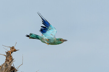 European Roller flying away from the top of a bush in Kruger National Park in South Africa