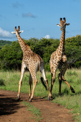 Giraffe males fighting in a Game Reserve in Kwa Zulu Natal close to Mkuze in South Africa     