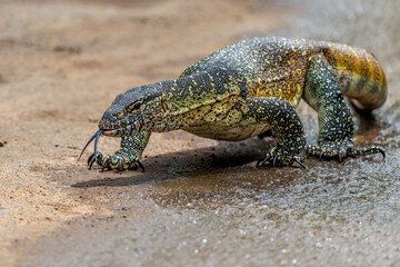 Water Monitor Lizard (Varanus niloticus) or Nile Monitor Lizard searching for food in Hluhluwe Natioanal Park in South Africa