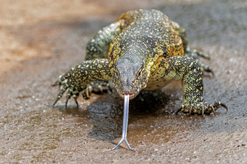 Water Monitor Lizard (Varanus niloticus) or Nile Monitor Lizard searching for food in Hluhluwe Natioanal Park in South Africa
