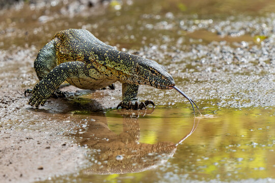 Water Monitor Lizard (Varanus niloticus) or Nile Monitor Lizard searching for food in Hluhluwe Natioanal Park in South Africa