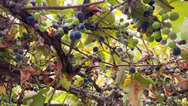 Black grapes in the garden that are not yet fully ripened Some of the balls in the bunch are green and red. Isabella grape variety. Autumn 