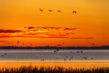 Naklejka premium Kraniche und Schwäne vor Sonnenaufgang am Bodden vor Zingst.