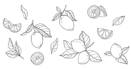 Fresh lemon and green leaves drawing. White background.