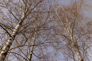 Birch tree branches in the park in spring sunny weather