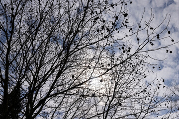 a tall sycamore tree with branches without foliage