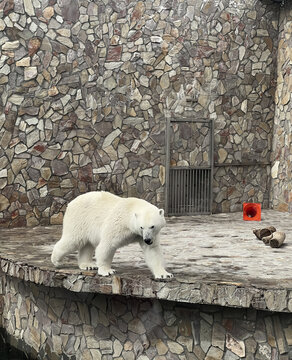 Big polar bear in the zoo