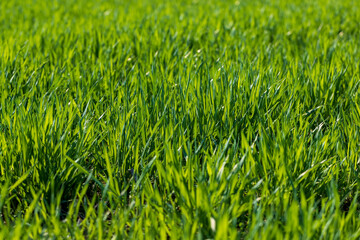 a new wheat crop in the spring season, new sprouts