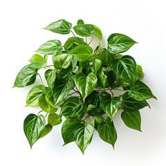 An Epipremnum aureum isolated on a white background