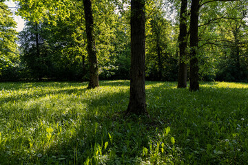 deciduous trees with green foliage in spring, green foliage