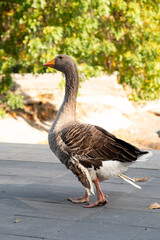 Greylag goose in the park, molting and losing its feathers.