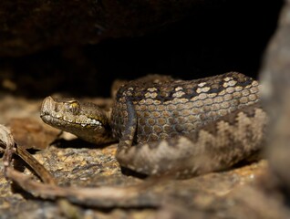 viper resting in a rock crevice. Photograph taken in Oporto, Portugal.