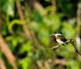 Green kingfisher resting on a branch. Photograph taken in Tortuguero National Park.