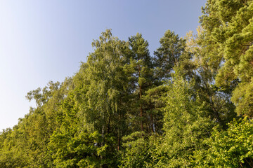 Fototapeta na wymiar Deciduous trees with green foliage in summer