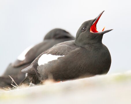 Black guillemot in the foreground resting on a cliff.