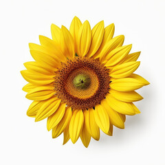 Fototapeta premium Fresh sunflower isolated on a white background.