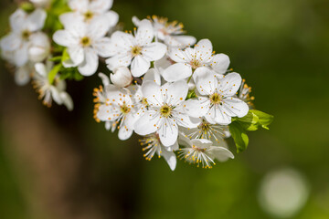 cherry in the orchard blooms with white flowers