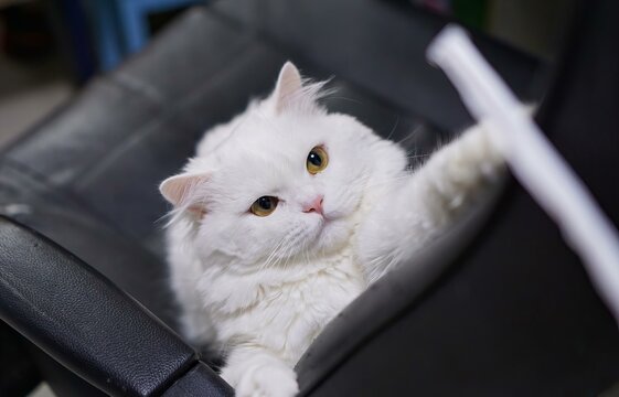 a white cat with yellow eyes sitting in a car seat...