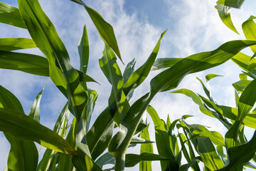 a field with green tall corn and corn cobs