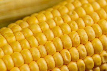 a ripe corn cob covered with water drops