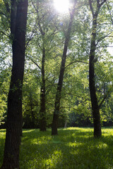Fototapeta premium deciduous trees with green foliage in spring, green foliage