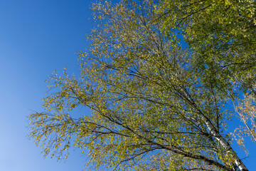 sunny autumn weather in the birch forest