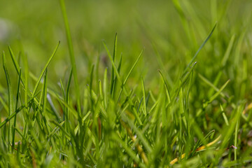 green grass in the spring season in the park