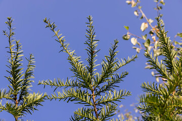 green needles of a yew bush against a blue sky