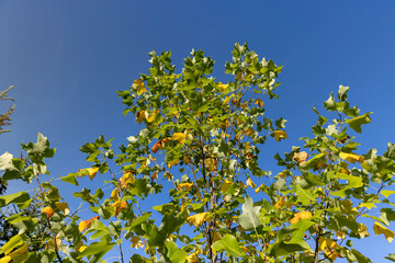 tulip tree in the autumn season with foliage changing color