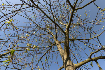 the branches of the bird cherry tree in the spring season