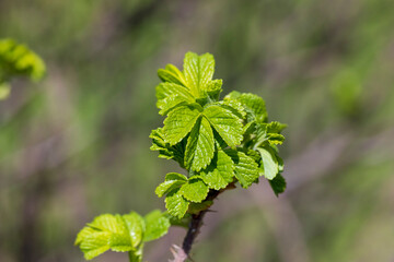 green foliage on a rosehip bush in spring