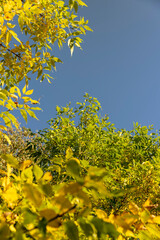 autumn changes on ash trees on a sunny day
