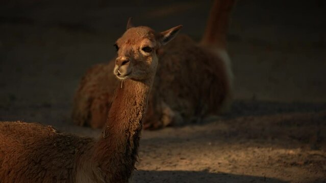 Close-up view of Vicuna (Lama vicugna) or vicuna resting in the sun. Animal behavior