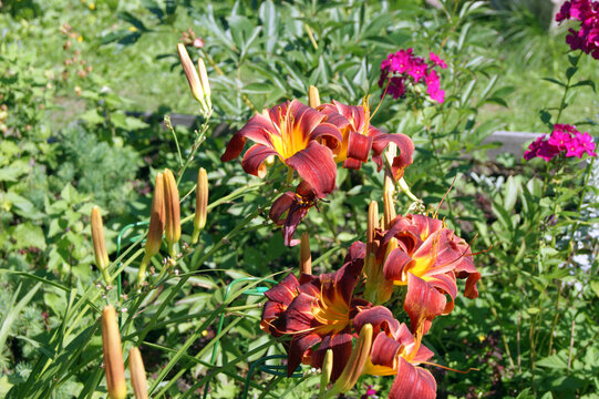 Daylily flowers with buds on the background of phlox close-up