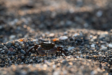 crab on the beach