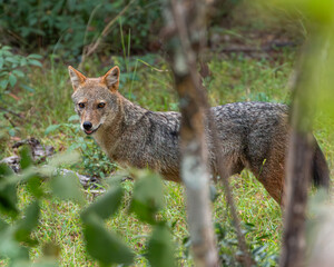A beautiful female Sri Lankan Jackal is hiding in the bush in Wilpattu National Park