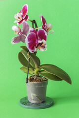 Phalaenopsis orchid seedling on a green background