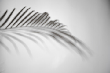 motion of shadow palm leaf in the wind blowing overlay on white wall blur background, concepts summer.