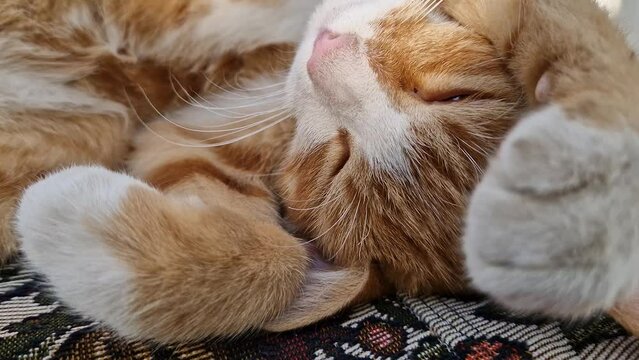 Sleepy orange kitten takes a nap indoors on the sofa. Little ginger cat sleeping tight in a cute position, covering muzzle with her paws
