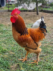 Colorful rooster on the farm