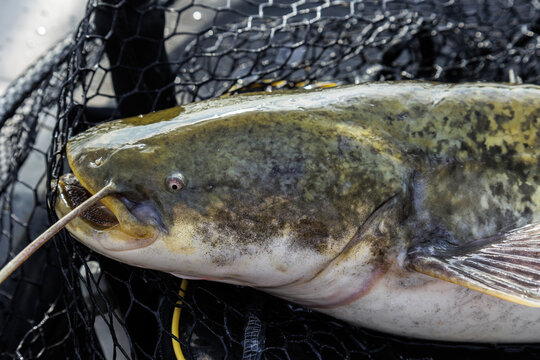 Head of catched catfish (Silurus glanis) in fishing net