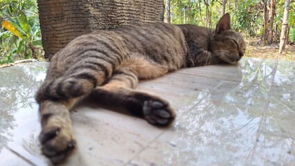 cat sleeping on the tile floor, in the photo from its feet