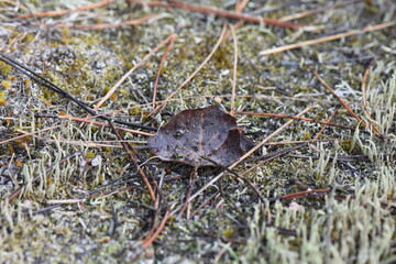 autumn leaf on the ground